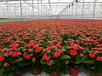 华鼎农业成为荷兰KP Holland公司长寿花种苗业务独家代理商